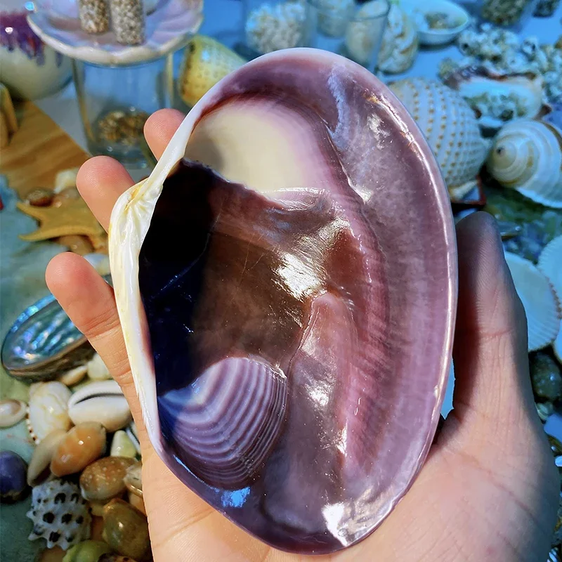 

Extra Large Purple Clam Shell 10-12 Cm Shell and Conch Collection Specimen