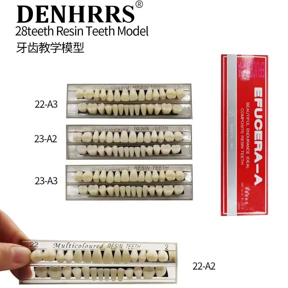 28teeth Resin Denture Teeth Dental Synthetic Resin Teeth Teeth Teaching Model Permanent Teeth Model