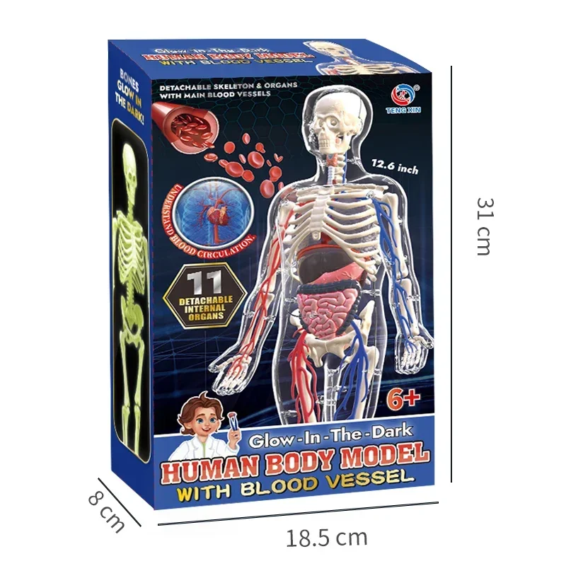Model anatomiczny ludzkiego ciała 3D dla dzieci, plastikowy szkielet do samodzielnego montażu, nauka, wczesna edukacja, zabawki edukacyjne, odłączane modele kości.