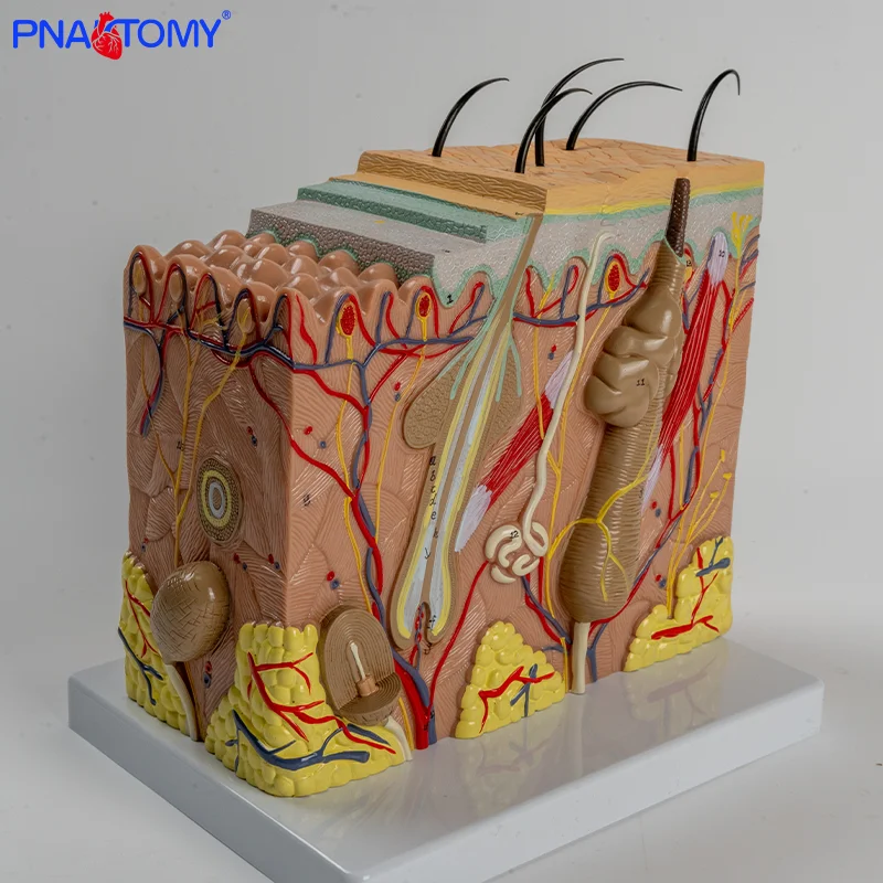 

Teaching Skin by Enlarging Anatomical Model of Human Three-dimensional Skin Hierarchy