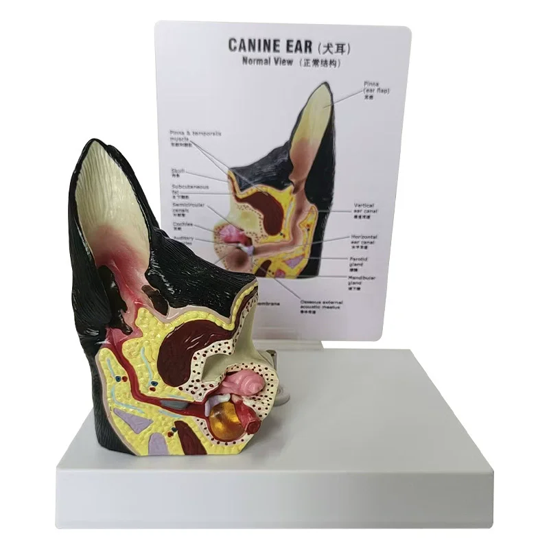 

Анатомическая модель уха собаки, модель анатомии уха собаки, учебное пособие для ветеринарии, для исследований по собакам
