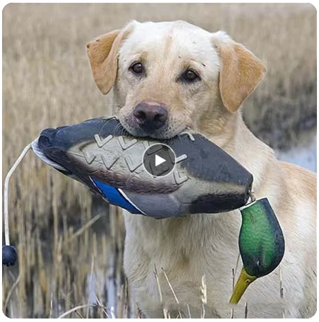 Mimics Dead Duck Bumper Toy For dogTraining Puppies Hunting Dogs Teaches Mallard Waterfowl Game Retrieval Props Pet Supplies