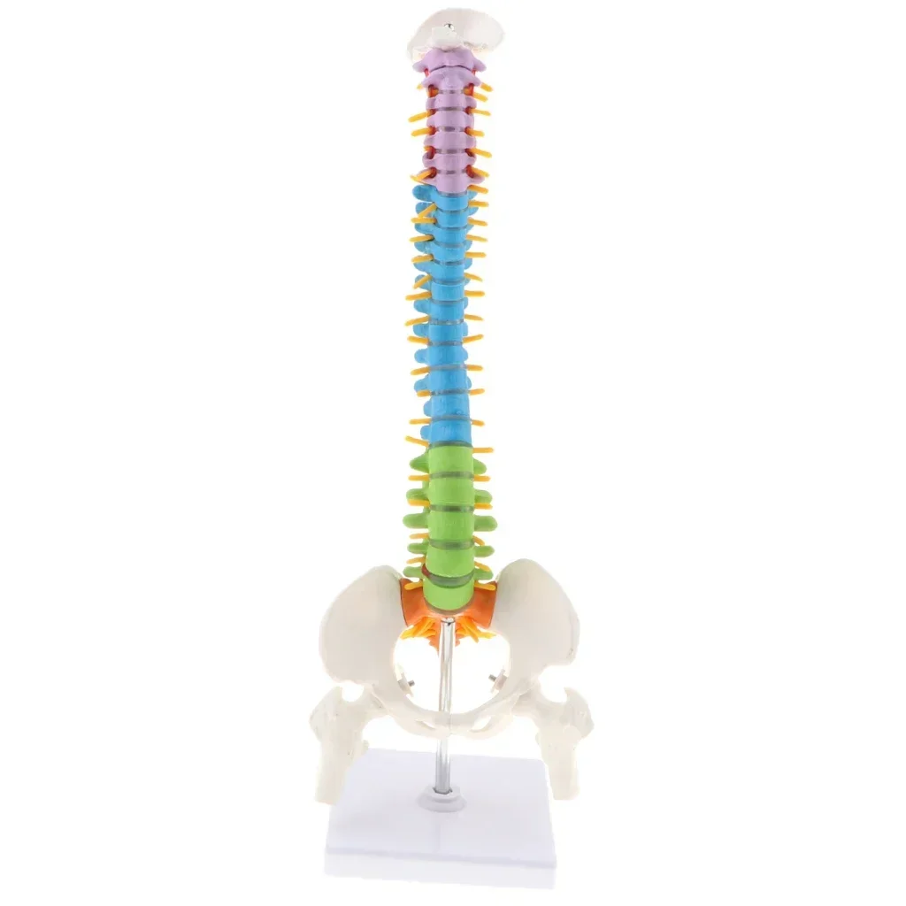 Colorful  45cm PVC Life Size Flexible Vertebral Column Anatomical Model with Pelvis & Femurs Spinal Nerves and Arteries