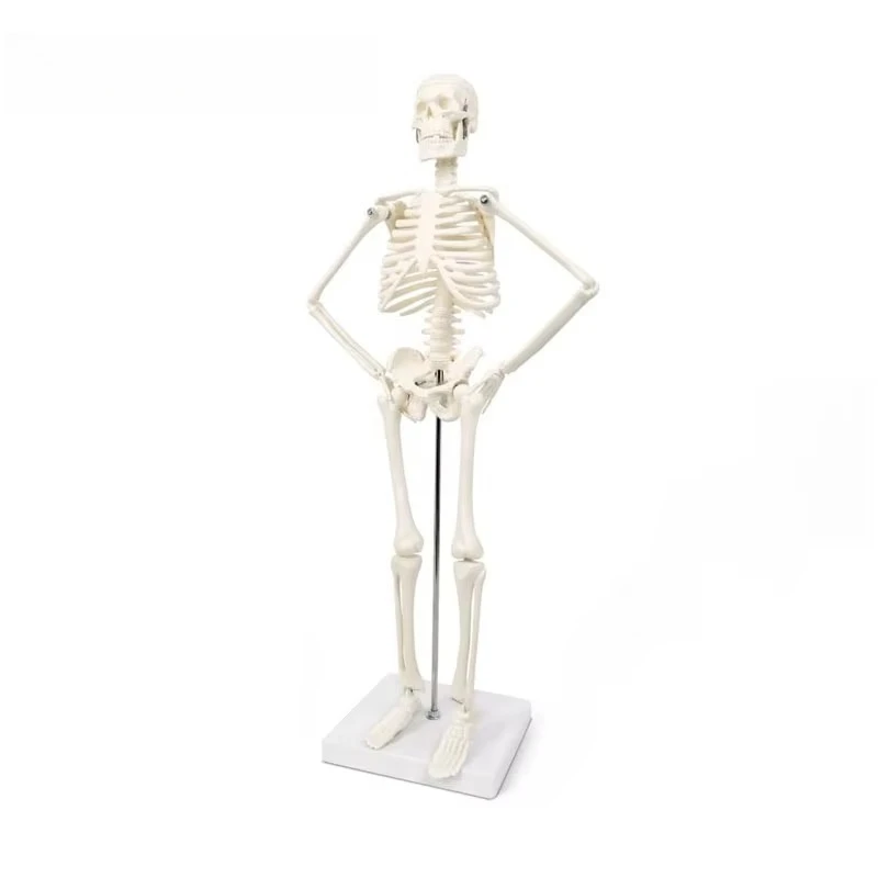 45CM Anatomical Human Detachable Skeleton Model Flexible Arms And Legs Educational Tools