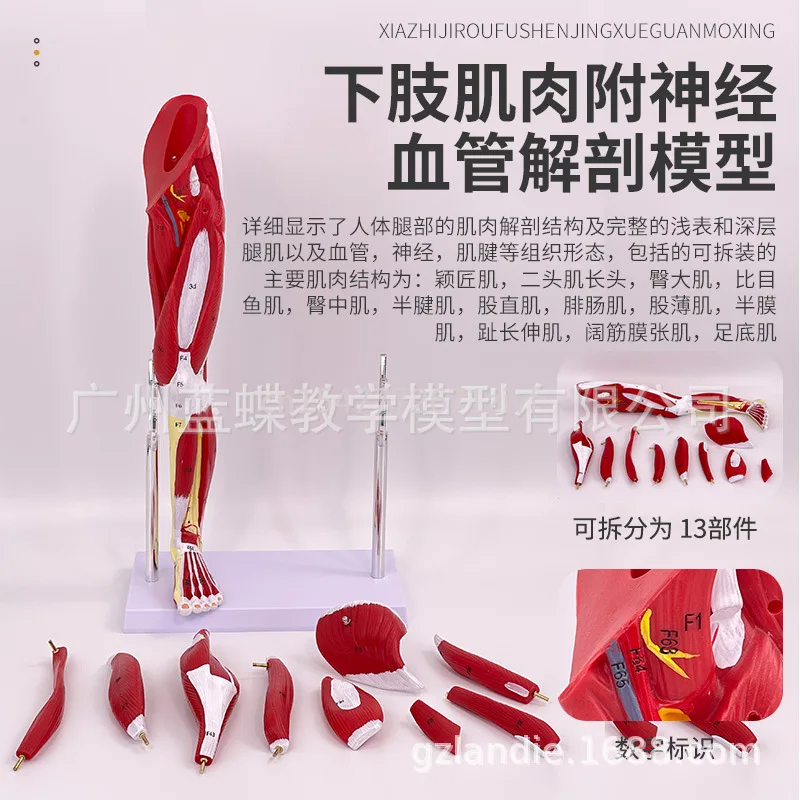 Small Upper Limb Arm Muscle Anatomy Lower Limb Leg Muscle Attached Vascular Nerve Human Muscle Construction Model