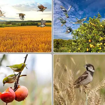 10 最佳銷售 驅鳥劑 - №1