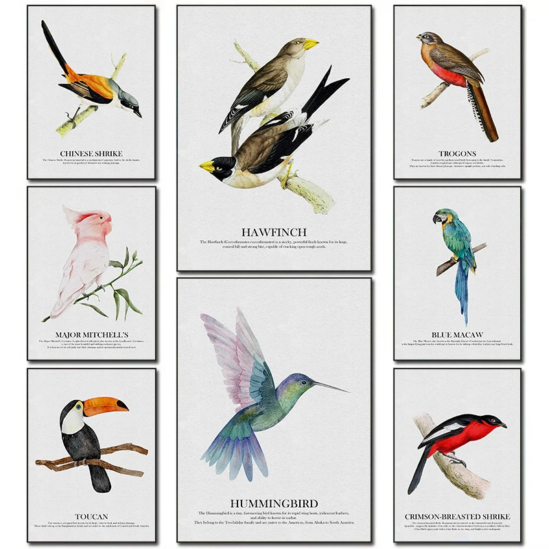 Bright Colors Birds Subject Hummingbird Birds Blue Macaw Posters Woodland Wildlife Canvas Paintings Wall Art Pictures Home Decor
