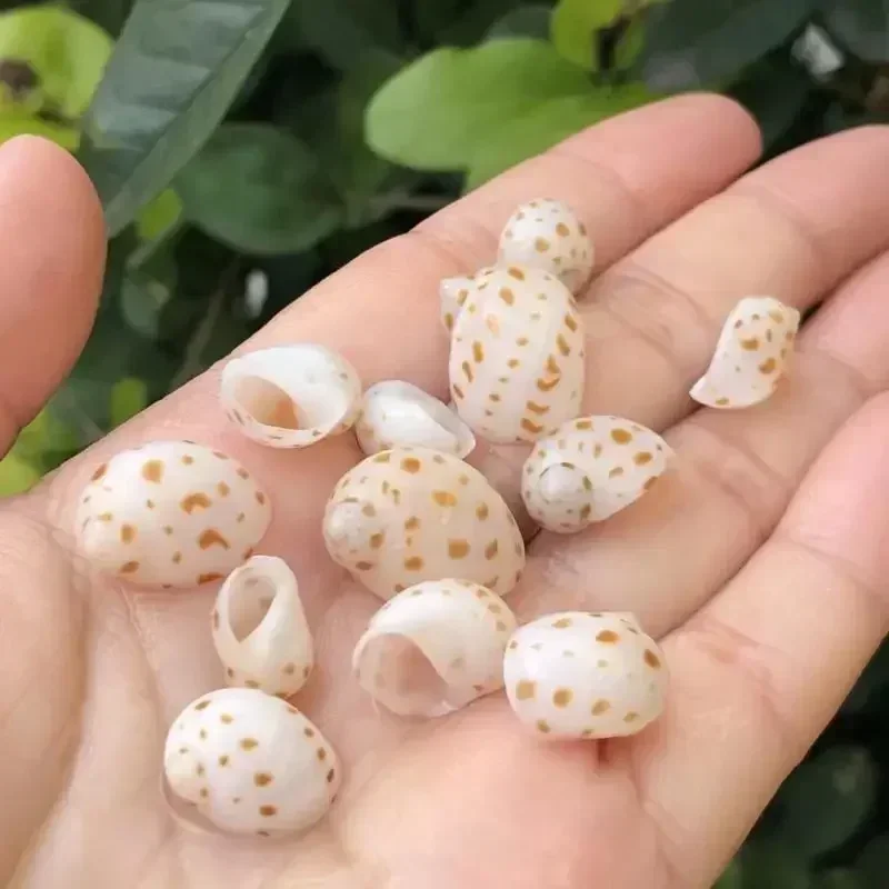 Shell Conch Spotted Snail Snail Specimen Snail Booger Bean Hermit Crab Replacement Shell Fish Tank Aquascape