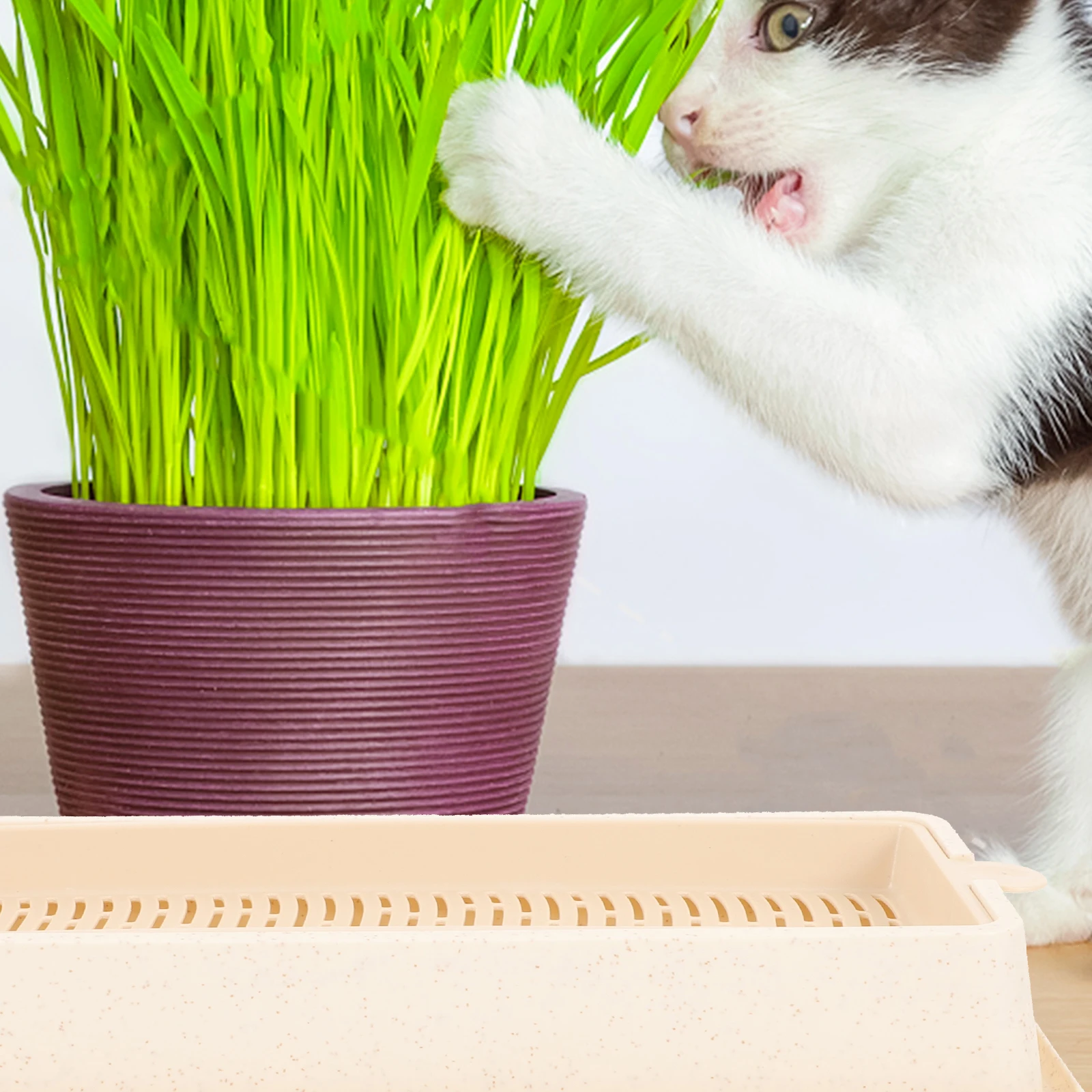 

Cat Grass Hydroponic Creative Cat Plant Box Indoor Soilless Pot Plastic Material Lightweight Planting