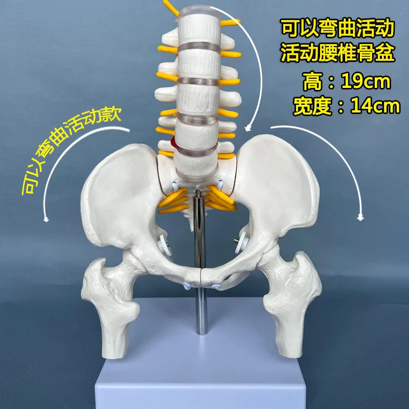 Human lumbar spine bendable active pelvic model for postpartum female repair of human skeleton small pelvic skeleton mold