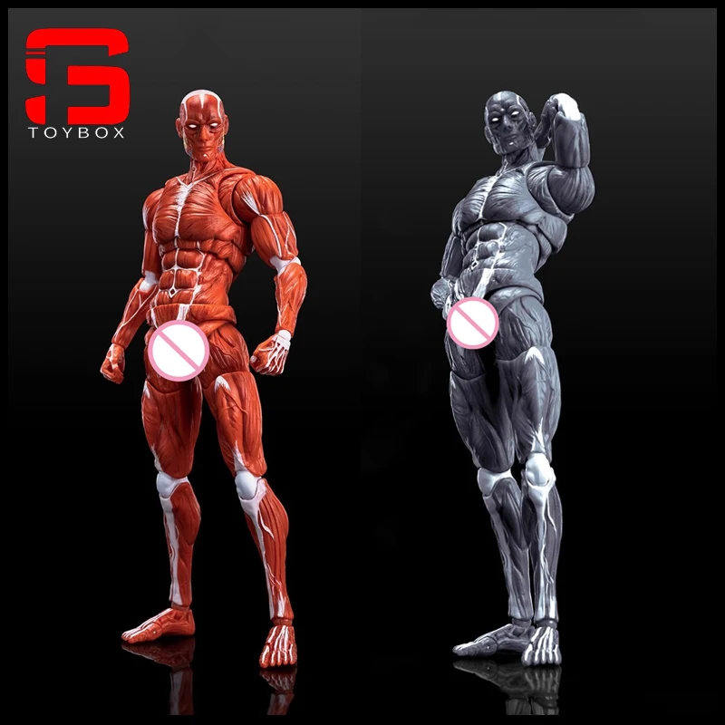 【2025 Q4】인간 근육 모델 1/12 스케일 남성 근육 관절 바디 6" 취미 컬렉션을 위한 슈퍼 유연한 관절형 바디 인형