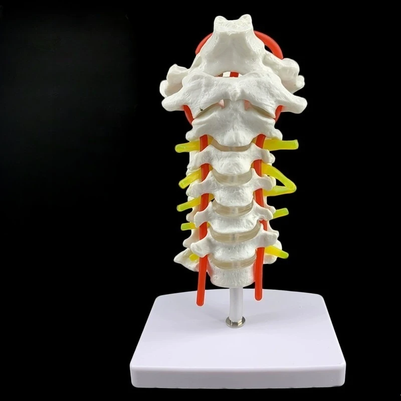 Human Anatomical Model Cervical Vertebra Model Cervical Spine with Neck Artery Occipital Bone Disc and Nerve Model