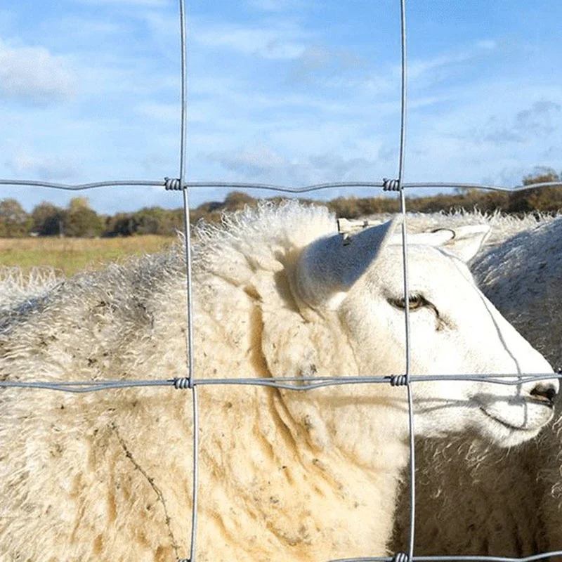 Custom Size Fence for Animals Galvanized Sheep Farm Net Sheep and Goat Fence