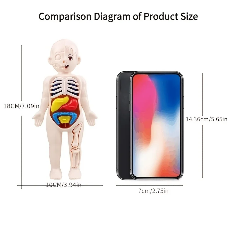 Dziecko Montessori 3D Puzzle zabawka, ludzkie ciało Model anatomiczny nauczanie edukacyjne zabawka do montażu organów, narzędzie do nauczania dla dzieci