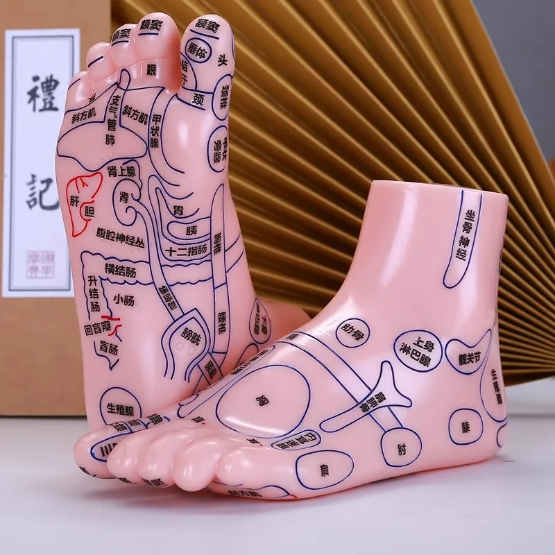 Massage Acupuncture Foot Customized Model Reflexology Meridian Therapy Acupoint Medical Reflex Ultra Clear Model