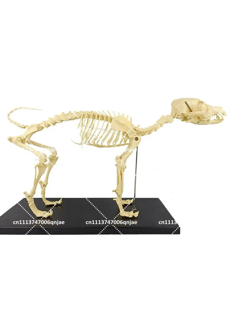 Dog Skeleton Model Anatomical Structure Joints for Veterinary Study & Pet Education