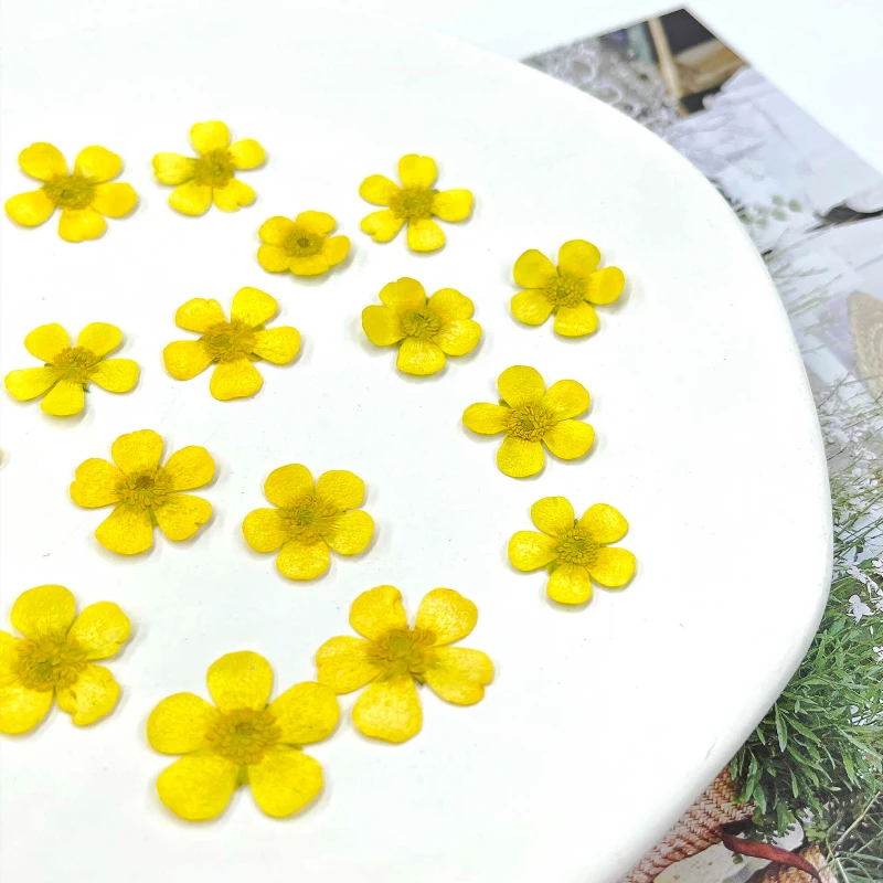 16 Stuks/1.5-2.5Cm, Geperste Gele Boterbloem In Reliëf Ranunculus Mini Echte Droge Bloem Handgemaakte Druppellijm Sieraden Telefoonhoesje Bladwijzer