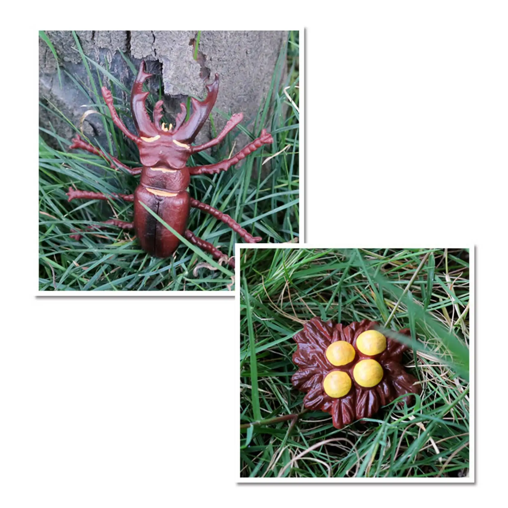 Stag Beetle Animal Life Cycle,Animals Growth Cycle Life Cycle Model,Insect Growth Cycle Model Educational Kids Toys G