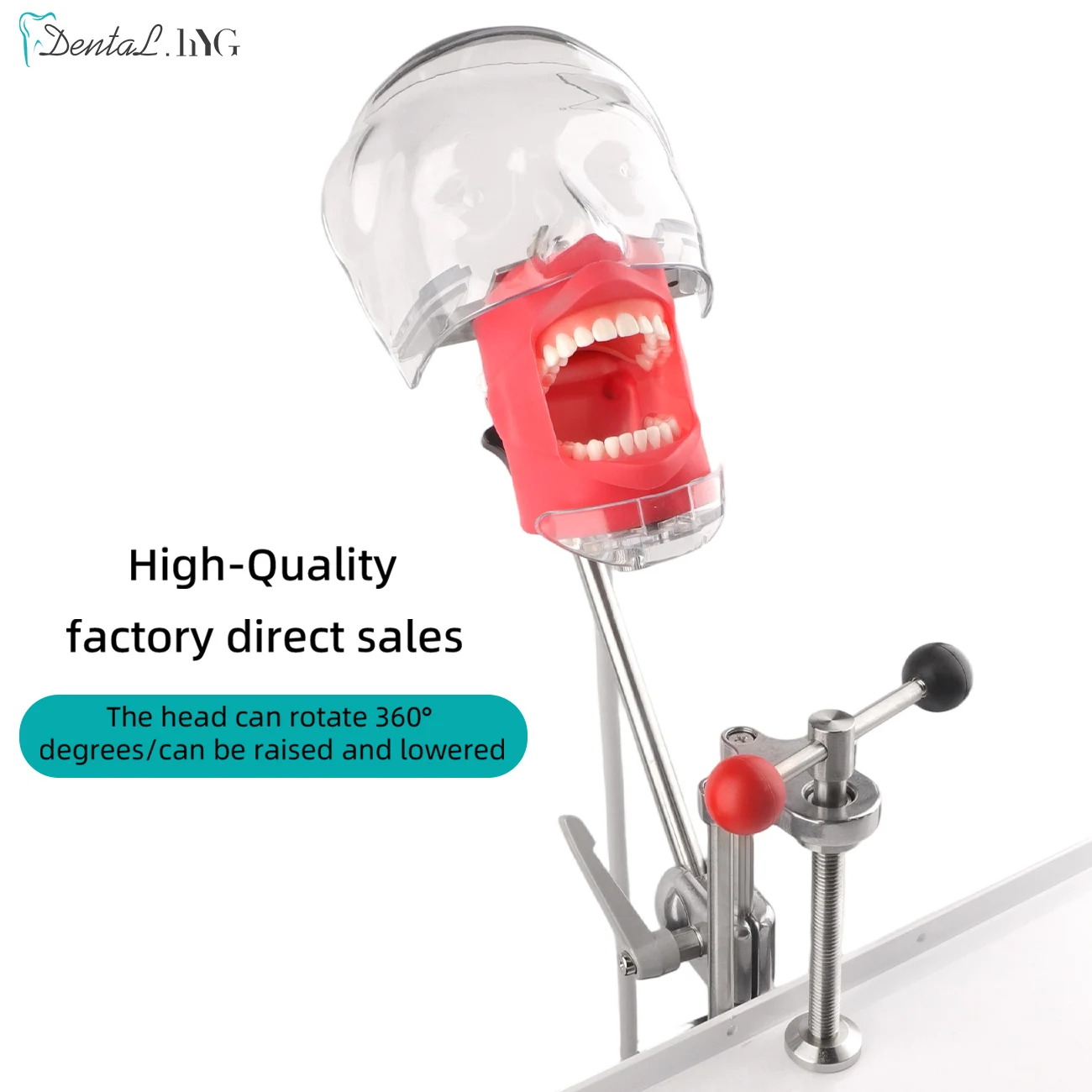 Dental Simulator Phantom Manikin Table Type Simple Head Model With Teeth For Dentist Practice Study Dentistry Equipment