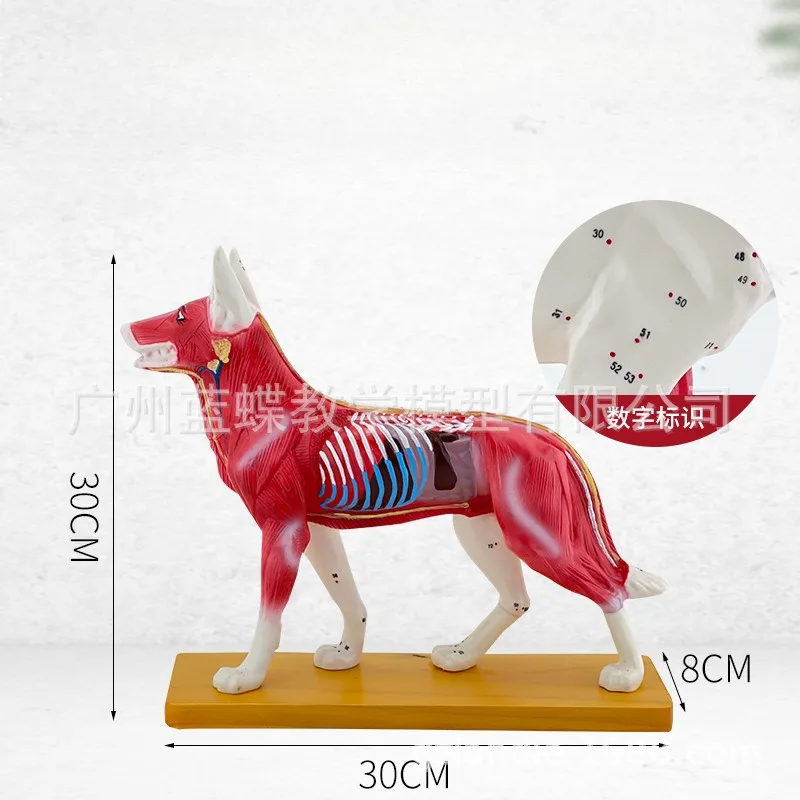 Animal Skeleton Dog Acupuncture Anatomical Acupoint Nursing Massage Model for Veterinary Medical Supplies