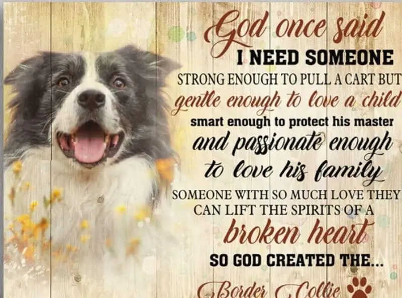 Retro Tin Metal Aluminium Sign Easter Decor Aluminum Sign I Need Someone God Created The Border Collie,Poster Art Picture Sign W