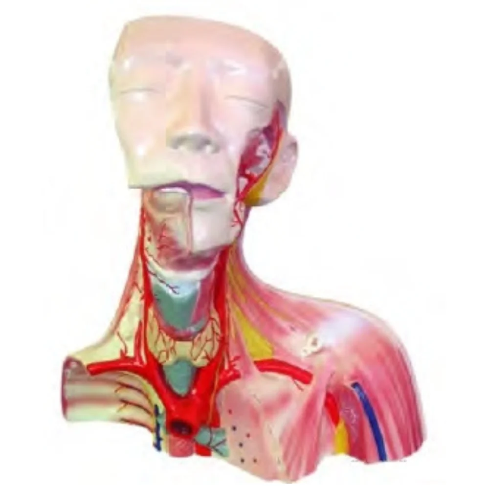 

Local Anatomical Model of Cranial Cavity and Head, Neck and Chest Medical Supplies Teaching Material for Medicine College School