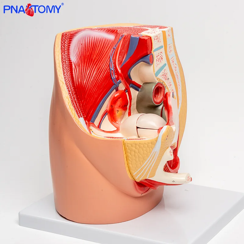 

Female Sagittal Anatomical Model of Reproductive System Pelvic Floor Muscle Female Pelvic Uterus and Bladder