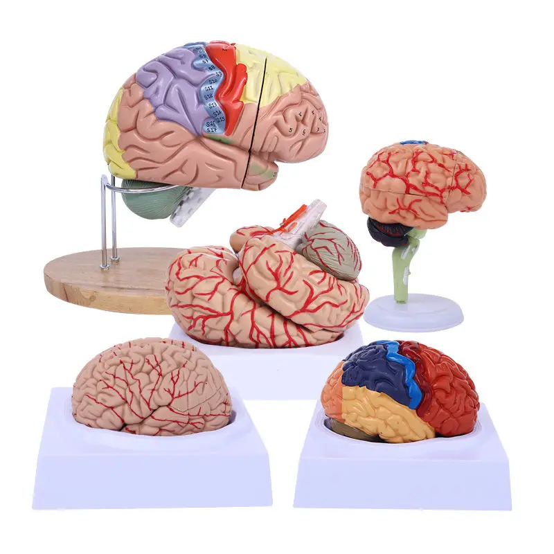 Color division model of brain functional areas, brain anatomy model, human cerebral artery construction, and brain nerves