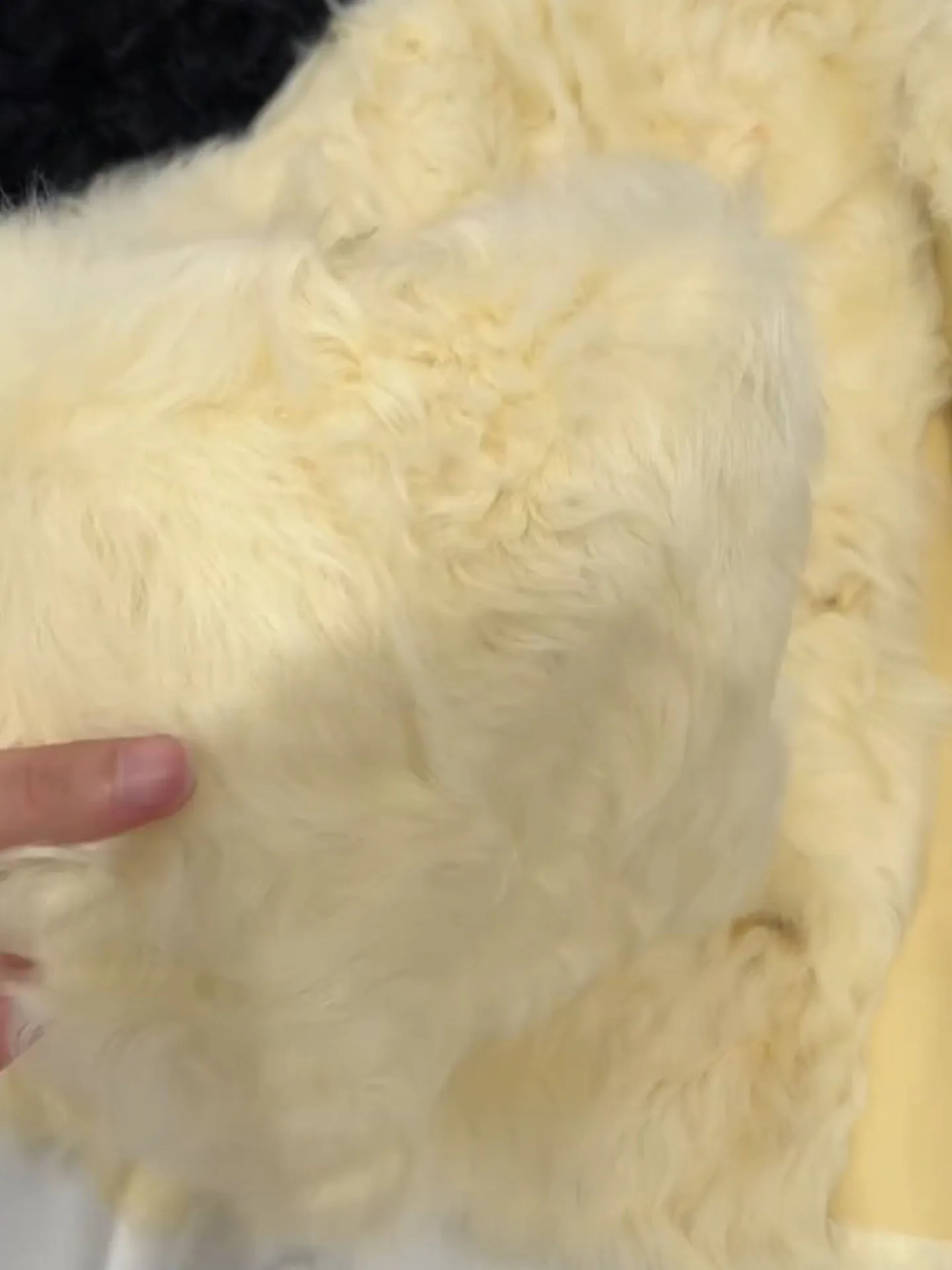 เสื้อแจ็คเก็ตขนเฟอร์เทียมสีเหลืองสุดหรู ดีไซน์โดดเด่น สำหรับผู้หญิง ฤดูหนาว 2025 รุ่นใหม่ ระดับไฮเอนด์ สไตล์ลำลอง บุขนเฟอร์และหนัง