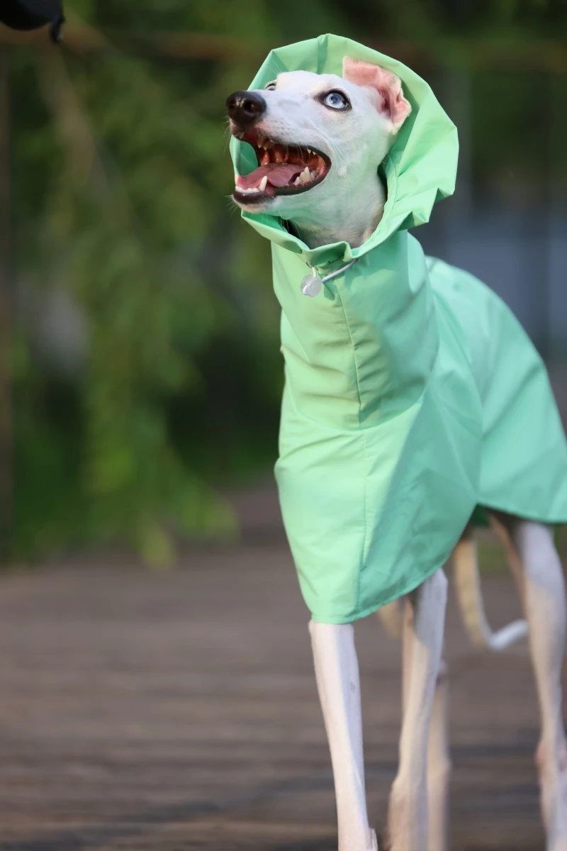 Einfarbiger Regenmantel für Italienische Windhunde und Whippets im Frühling und Sommer, Leichte, Taillenverstellbare, Winddichte Jacke für Hunde – Detail 8