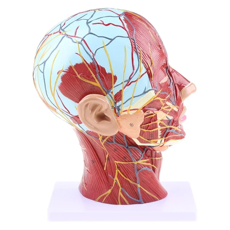 

Life Size Human Head Neurovascular Anatomical Model, Superficial Nerves & Vessels with Facial Muscle Structure, Medical Teaching
