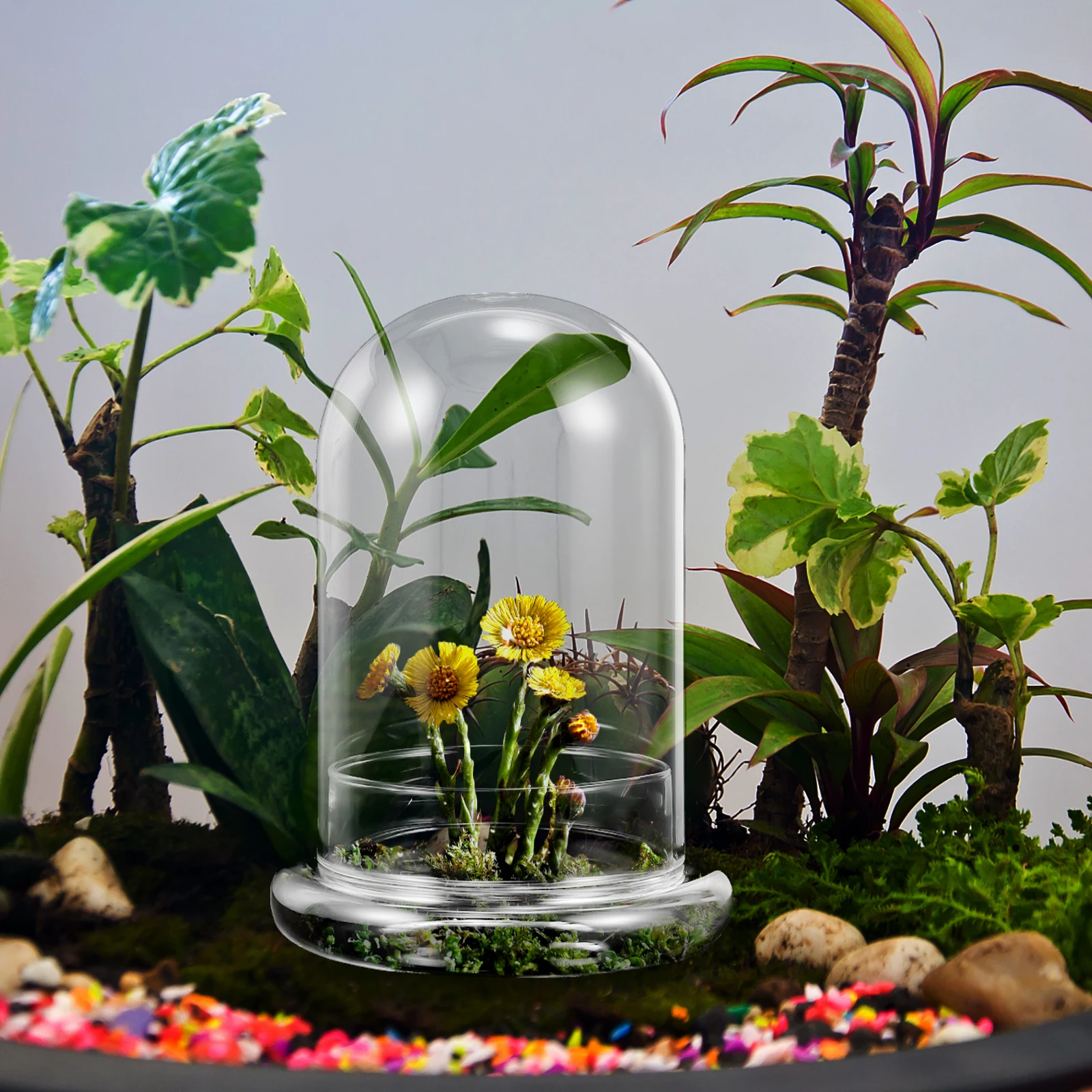 

Moss Eco Bottle Desktop Glass Planter Hydroponics Vase Clear Plants Flower Pot Dektop Flowerpot Vases