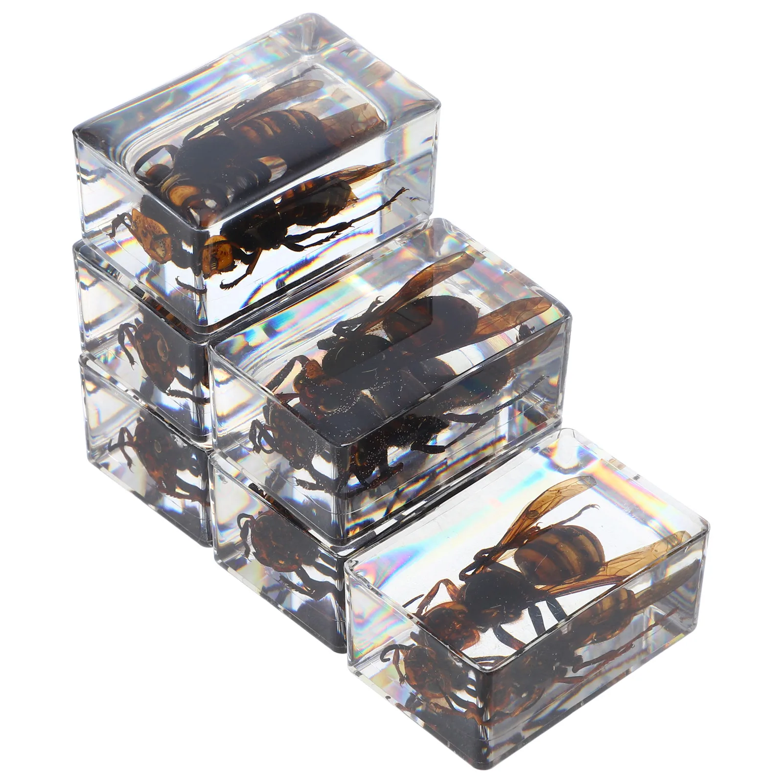 

Resin Insect Book Town Educational Bugs Specimens Transparent Animal for Travel