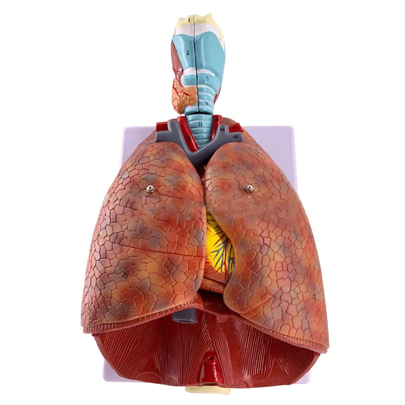Imagem -02 - Modelo Anatômico Humano Modelo Médico Anatomia Pulmonar Sistema Respiratório Material Docente Laringe Coração Pulmão