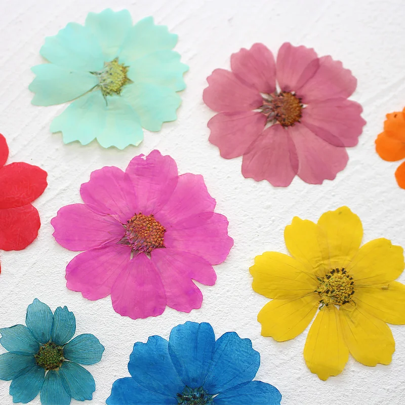 36 Buah Bunga Kosmos Besar Bun - Dried Flower Bookmark ulasan dan harga