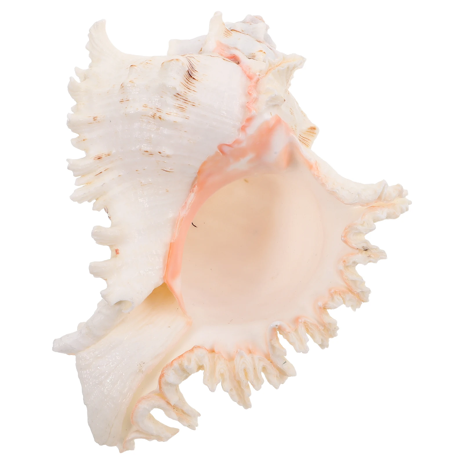 

Large Natural Shell Seashells for Vase Wedding Decor Sea Shells Plate Beach Party Photo Aquarium Home Accessories