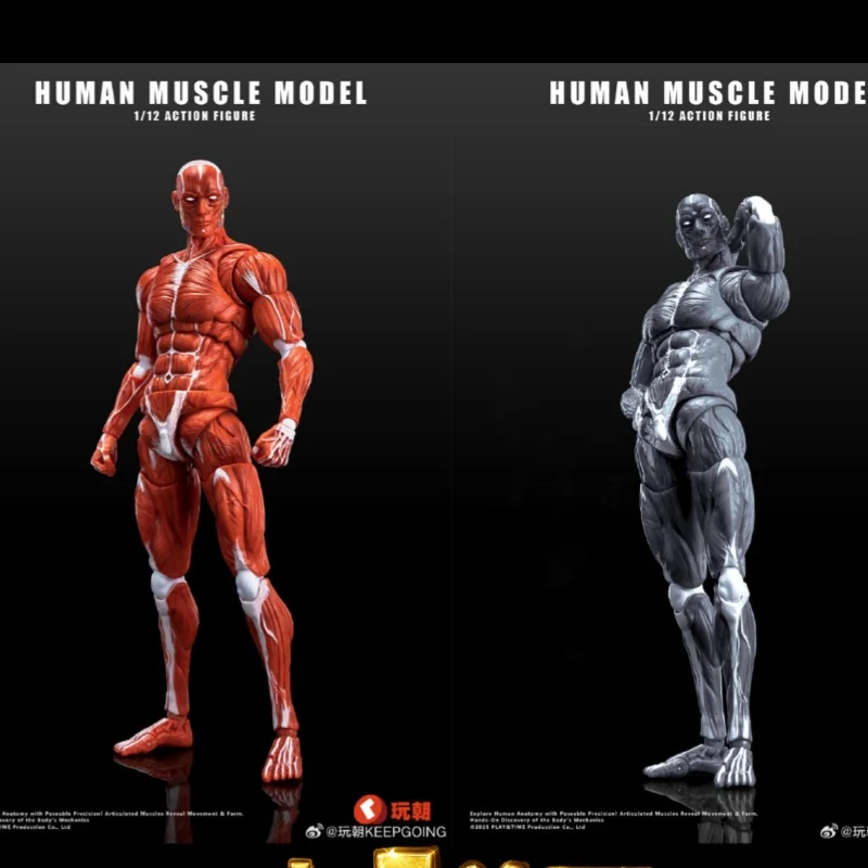 

Original Genuine Toy Human Muscle Model 1/12 Muscle Body Super Movable Doll Fashion Trend Toy Figurine