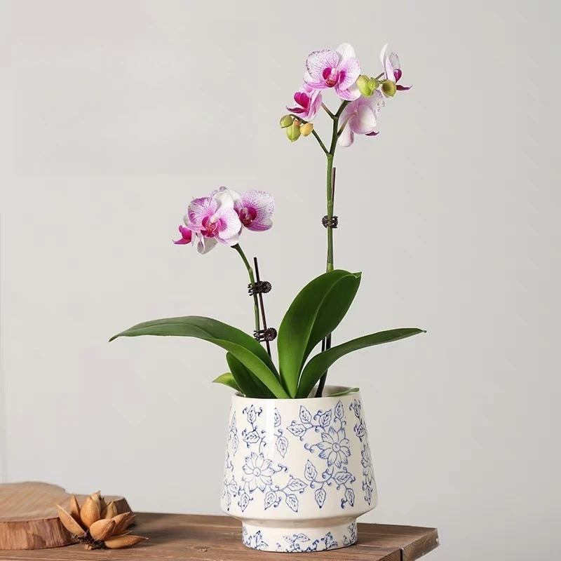 Classical blue and white porcelain, ceramic flower pot, special pot for Phalaenopsis