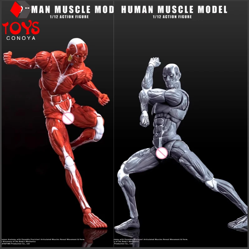 

【2025 Q4】Human Muscle Model 1/12 Scale Male Muscle Joint Body Model 6" Soldier Super Flexible Articulated Body Doll Collection