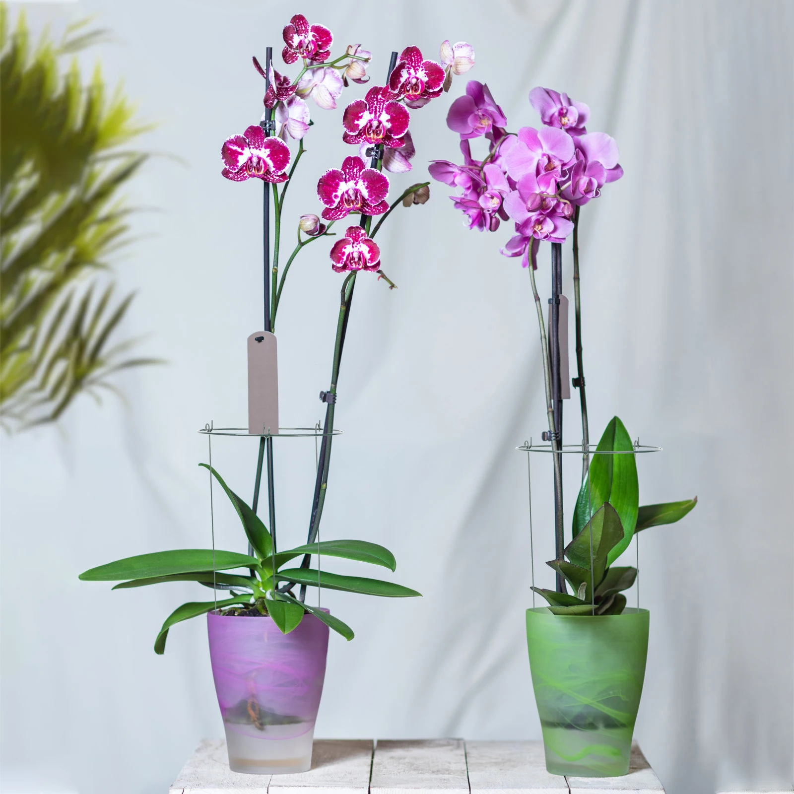 

3pcs Garden Trellis Decorative Potted Plants Climbing Holder Outdoor Plant Support Decorative Plant Trellis For Roses Peas