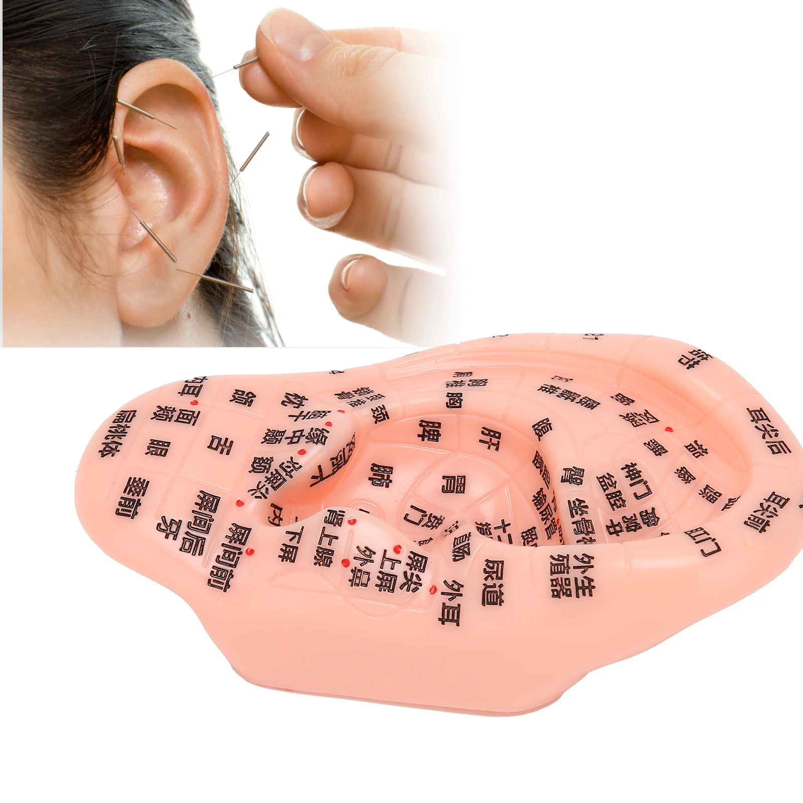 13cm Ear Acupoint Model Ear Zone Model Ear Acupoint Pressure Point Learning Human Acupuncture Model Human Ear Acupuncture Model