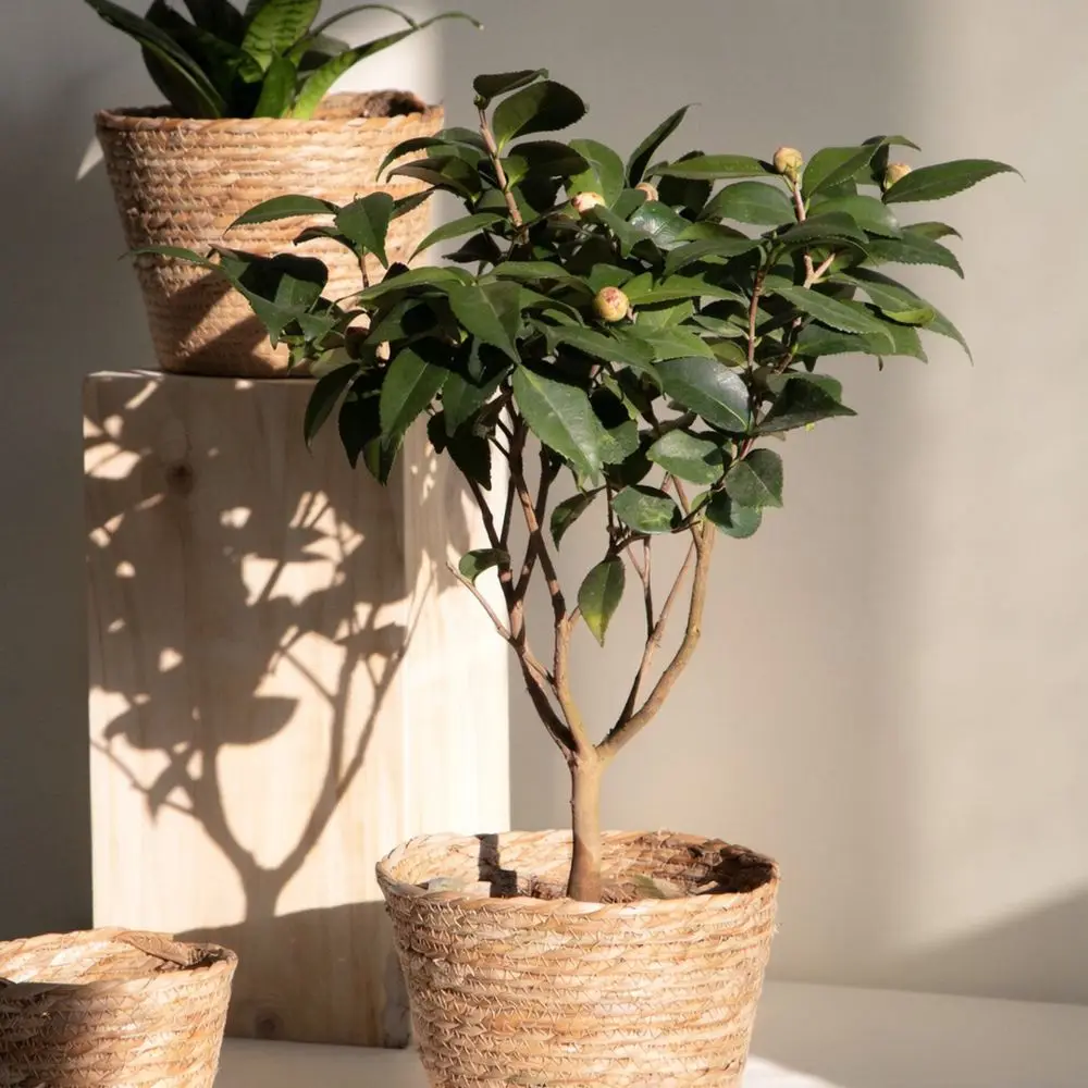 Rustic Handwoven Straw Flower Pot Natural Seagrass Basket Decorative Plant Container Desktop Organizer Home Decor Bin