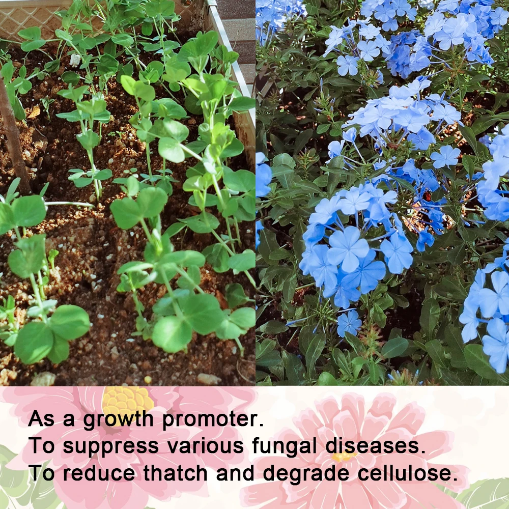 Trichoderma Harzianum Microscopic Soil Fungi Versatile Biofertilizer Microbial Fertilizer Protects Plants For Garden