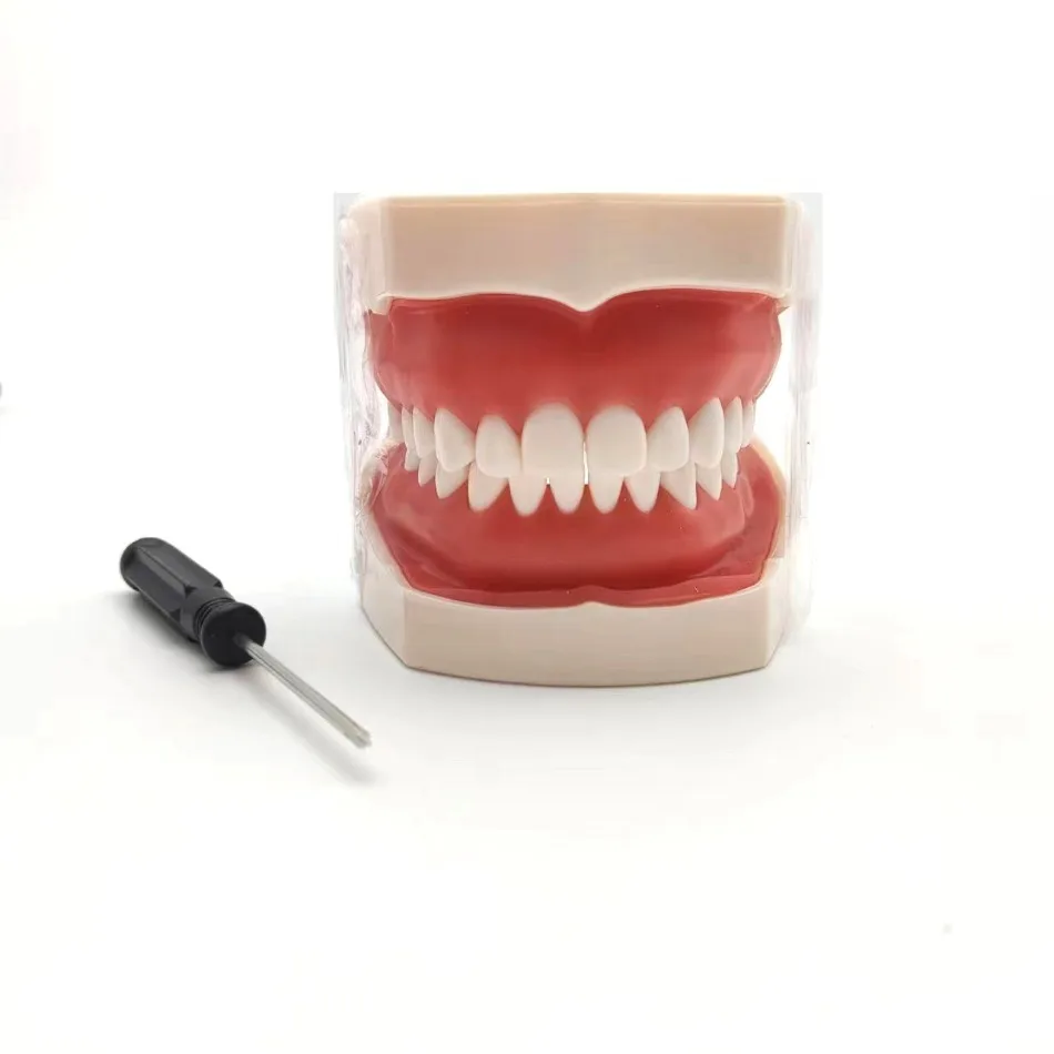 

Dental Model Training Dental Technician Practice with Removable Typodont Teeth Dentistry Equipment