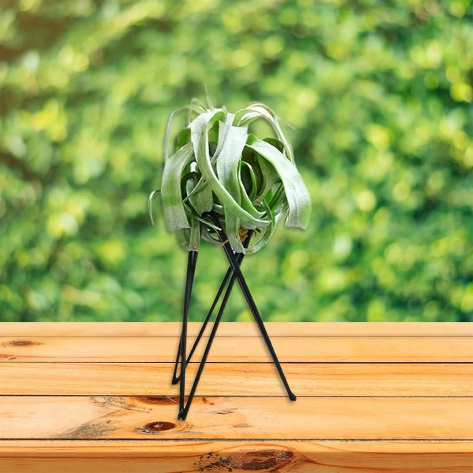 Airplant Tillandsia Holder Elegant Desktop Air Plant Container for Family Friend Neighbor Gift