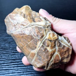 Rare natural Gobi stone family decoration mineral specimen collection