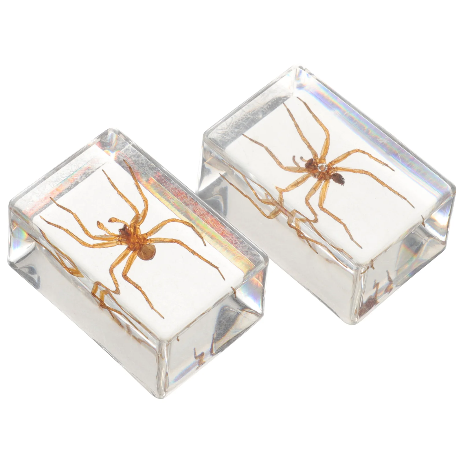 Spinnenmodell-Sammlung, transparent, bernsteinfarben, Insektenproben, Bastelornamente (haarige Spinne), 2 Stück, Desktop-Harz-Dekor, Reisen