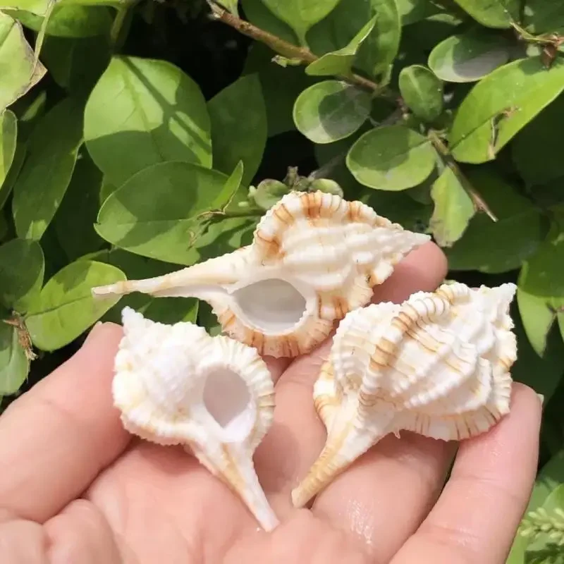 3pcs hermit crab replacement shell natural conch shell specimen snail fish tank aquascape decoration