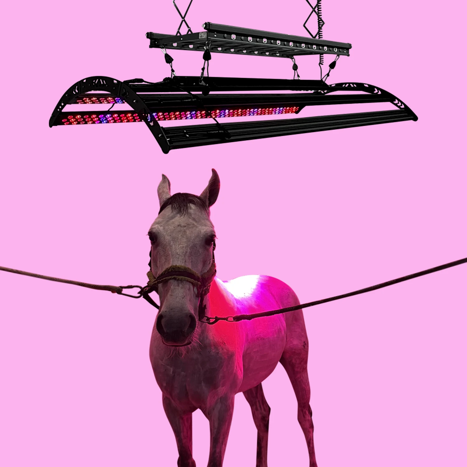 KingBrite Multiple Wavelength Horse Solarium 1000W LED Red Light Therapy Bar For Horses Muscle Recovery And Pain Relief