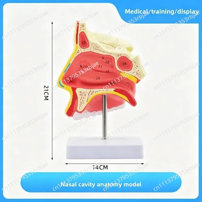 Normal and Pathological Nasal and Pharyngeal Anatomy Models, Nasal and Oral Structure Tissue Models of The Human Body